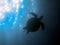 Sea turtle in the filipino sea 17.1.2016