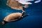 Sea turtle floating over beautiful natural ocean background. Green sea turtle closeup with reflection at surface