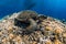 Sea turtle floating over corals in underwater