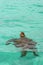 Sea Turtle, Galapagos