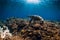 Sea turtle glides in blue ocean. Turtle swim underwater sea
