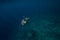 Sea turtle glides in ocean. Beautiful green sea turtle underwater