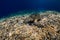 Sea turtle glides in ocean. Underwater view with turtles