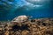 Sea turtle glides in ocean. Underwater view with turtles