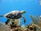 Sea turtle glides over a beautiful coral reef