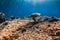 Sea turtle glides underwater in transparent blue ocean
