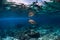 Sea turtle glides underwater in transparent blue ocean