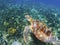 Sea turtle on green sea bottom. Tropical seashore underwater photo.