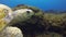 Sea Turtle. Green Turtle Close Up. Old Turtle Swimming.Calm Graceful Marine Life