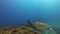 Sea Turtle. Green Turtle Swimming. Calm Blue Sea Water Marine Turtle Marine Life