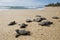 Sea turtle hatchling baby group hawksbill Eretmochelys specie imbricata crawling to the sea from nest at Praia do Forte beach