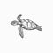 Sea turtle isolate endangered tortoise sketch icon