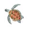 Sea turtle isolated on white background . Sea turtle Hand painted Watercolor illustrations.