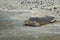 Sea turtle on its way into the ocean, Zamami, Japan