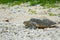 Sea turtle on its way from a sand hole into the sea, Zamami, Okinawa, Japan
