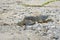 Sea turtle on its way from a sand hole into the sea, Zamami, Okinawa, Japan