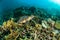 Sea turtle kapoposang indonesia mydas chelonia underwater scuba diving diver