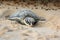 sea turtle laying her eggs on sandy beach