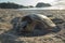 Sea turtle lays eggs on beach