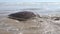 This sea turtle - Loggerhead turtle Caretta caretta is dying now