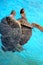 Sea Turtle Love