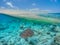 Sea turtle in Maldives blue sea. Surface and underwater marine life and horizon view and soft waves