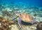 Sea turtle in marine shore swim to water surface. Sea Tortoise portrait. Endangered animal underwater photo