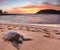 Sea Turtle at Moloa\'a Beach, Kauai, Hawaii