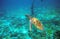 Sea turtle near boat anchor. Coral reef animal underwater photo. Marine tortoise undersea