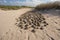 sea turtle nest, with eggs and hatchlings visible, surrounded by sand