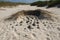 sea turtle nest, with eggs and hatchlings visible, surrounded by sand