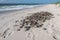 sea turtle nest, with eggs and hatchlings visible, surrounded by sand