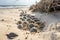 sea turtle nest in the sand with eggs hatching