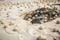 sea turtle nest in the sand with eggs hatching