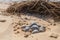 sea turtle nest in the sand with eggs hatching