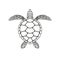 Sea turtle outline. Isolated turtle on white background. Reptile