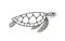 Sea turtle outline. Isolated turtle on white background. Reptile