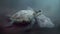 a sea turtle with a plastic bag on its back swimming in the water with it\\\'s head above the waterline, and a plastic bag