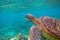 Sea turtle portrait. Exotic marine turtle underwater photo. Oceanic animal in wild nature. Summer vacation activity