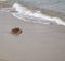 Sea turtle release on Las Canteras