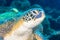 Sea turtle with remora