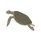 Sea turtle reptile animal, side view vector Illustration on a white background