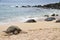 Sea Turtle Resting on the Beach