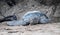 Sea turtle returns from laying her eggs - Isla Santiago, Galapagos, Ecuador