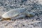 Sea turtle on the rocky, black and white beach.