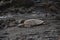 Sea turtle on a rough stony ground