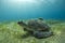 Sea turtle on sand bed