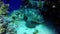 Sea turtle and sandy seabed. Underwater video from scuba diving with the turtles.