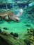 Sea Turtle at Sea World Orlando Florida