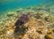 Sea turtle on seabottom. Snorkeling with tortoise. Wild green turtle in tropical lagoon.